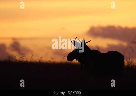 Bull Elk (Alces alces) dans l'aube, après le coucher du soleil.. L'Europe Banque D'Images