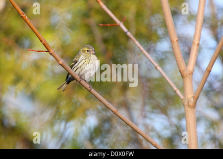 Siskin Carduelis spinus (femelle). L'Europe Banque D'Images