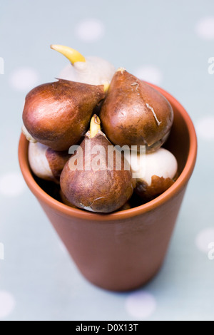 Tulipa 'Apricot Beauty' bulbes dans un pot en terre cuite. Banque D'Images