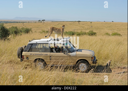Wild guépard assis sur le dessus d'un des véhicules de safari dans le Masai Mara Banque D'Images