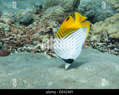 Papillons, Chaetodon auriga threadfin Banque D'Images