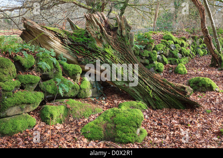 Tronc d'arbre tombé pourri par un vieux mur de pierre couverts de mousse dans la forêt dans la vallée de Dwyfor, Gwynedd, au nord du Pays de Galles, Royaume-Uni Banque D'Images