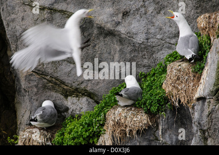 Mouettes tridactyles nichant sur une falaise rocheuse Banque D'Images