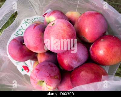 Les pommes cueillies fraîches. Un sac en plastique des pommes fraîchement cueillies. Banque D'Images