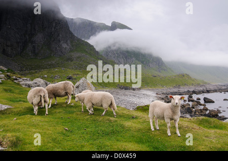 Moutons sur la côte près de Eggum, Lofoten, Norvège Banque D'Images