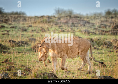 Lionne, Panthera leo, transportant un cub dans sa bouche, Masai Mara National Reserve, Kenya, Africa Banque D'Images