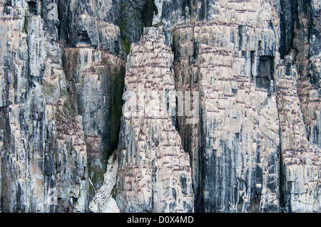 Les guillemots ou Serin du Brunniche, guillemots (Uria lomvia), colonie de nidification, Alkefjellet, Le Cap, le détroit d'Hinlopen Fanshaw, France Banque D'Images