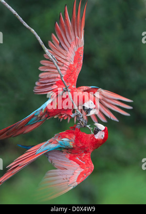 Le rouge et vert d'aras (Ara chloroptera) Paire d'interaction, Pantanal, Mato Grosso du Sud, Brésil Banque D'Images