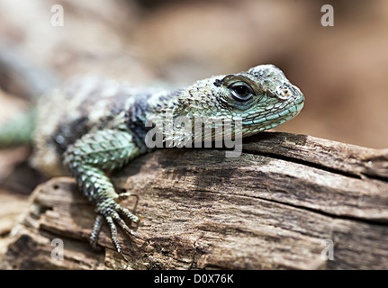 Épineuse Bleu Lézard, Sceloporus serrifer cyanogenys (Mexique et USA) Banque D'Images