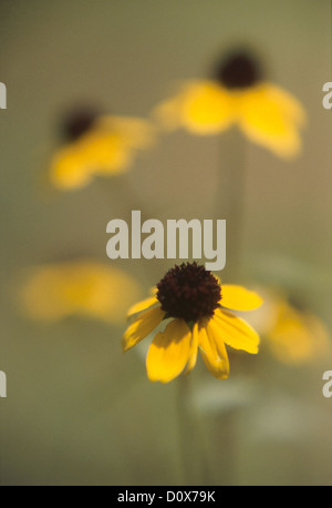 Susans aux yeux noirs dans le champ à l'Ife Ecology Centre, Ringwood, NY, 09/2001, ©mak Banque D'Images