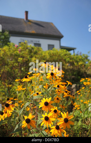 Des fleurs sur l'île Monhegan, Maine Banque D'Images