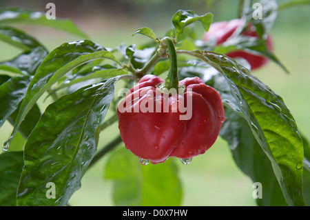 Fiery très frileux Scotch Bonnet 'poivre Capsicum Chinensis' encore en croissance et de la maturation sur la plante. Ils se trouvent principalement dans les îles des Caraïbes. Banque D'Images