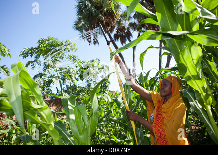 Les eaux d'une femme son jardin avec l'aide de système d'irrigation pompe à pédale de Doba, au Tchad, en Afrique. Banque D'Images