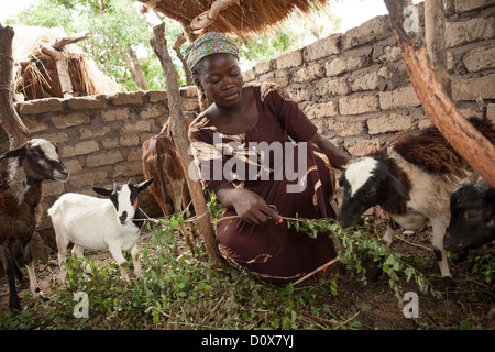 Une femme soulève des chèvres de Doba, au Tchad, en Afrique. Banque D'Images