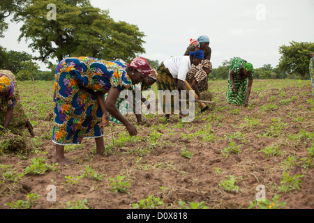 Ferme des femmes dans un champ près de Doba, au Tchad, en Afrique. Banque D'Images