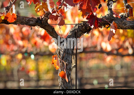 Belles feuilles de vigne vignoble de la Napa Valley Banque D'Images