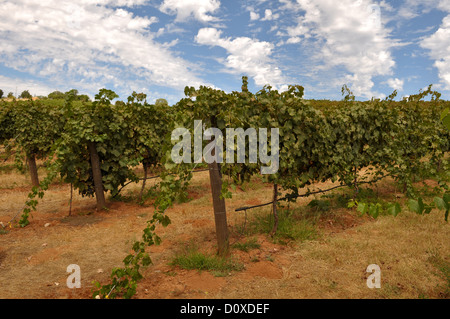 Vignoble en Californie avec ciel bleu et les raisins sur la vigne Banque D'Images