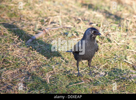 Western Jackdaw (Corvus monedula), parfois connu sous le nom de l'Eurasian Jackdaw Choucas ou européen ou simplement choucas Banque D'Images