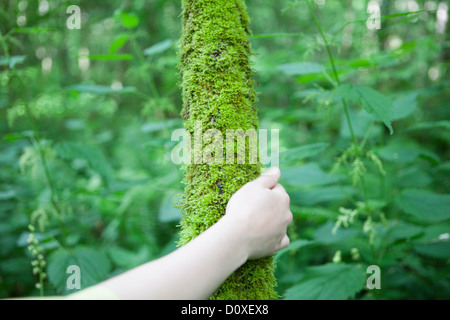 Toucher la main mousse sur tronc d'arbre Banque D'Images