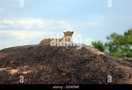 Leopard reposant sur une grosse roche dans le parc national de Yala, au Sri Lanka. Banque D'Images