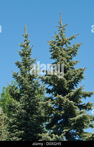 Haut de sapins sur fond de ciel bleu Banque D'Images