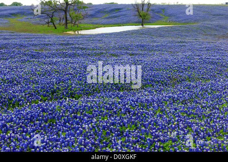 Ennis, Lupinus texensis, Texas, USA, plante bisannuelle, bluebonnets, champ, les plantes de printemps Banque D'Images