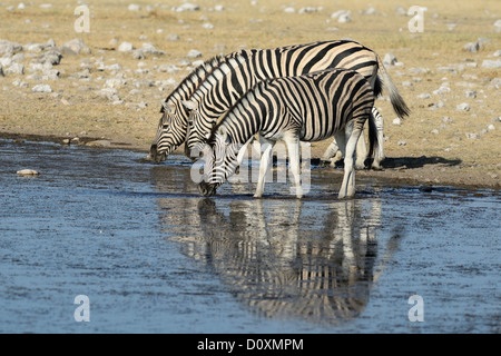 L'Afrique, le Parc National d'Etosha, Namibie, le pâturage, des animaux, de l'Afrique, de boire, de faire paître, troupeau, plaines, safari, Savannah, l'été, de l'eau Banque D'Images