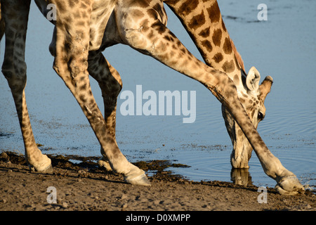 L'Afrique, le Parc National d'Etosha, Namibie, Afrique,, animal, se pencher, boire, girafe, animaux, horizontal, des plaines, safari, s Banque D'Images