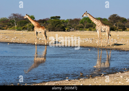 L'Afrique, le Parc National d'Etosha, Namibie, Afrique, animal, animal, animaux, girafe,, horizontal, l'eau, plaines, safari, Savannah, Banque D'Images