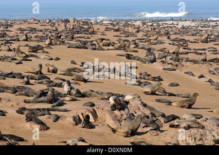 L'Afrique, Cape Cross, Namibia, colonie de phoques, les phoques, les animaux, le Skeleton Coast, adultes, bébés, bébé, plage, fixant, paresseux, mammifère, ocea Banque D'Images