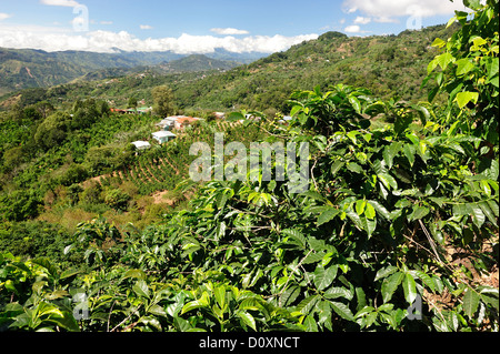 L'Amérique centrale, le Costa Rica, Panamericana, café, plantations, colline, montagne, paysage, vert, de l'agriculture Banque D'Images