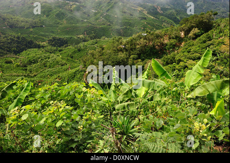 L'Amérique centrale, le Costa Rica, Panamericana, café, plantations, colline, montagne, paysage, vert, de l'agriculture Banque D'Images