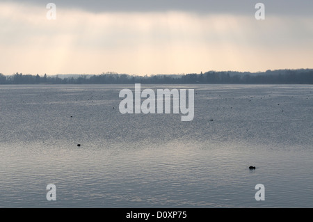 Foulques Fulica atra eurasien sur le lac avec rayons venant à travers les nuages sombres Banque D'Images
