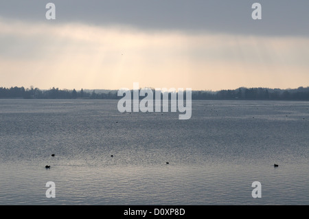 Foulques Fulica atra eurasien sur le lac avec rayons venant à travers les nuages sombres Banque D'Images