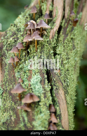 Les champignons poussant sur un arbre, à la manière de Cleveland. Banque D'Images