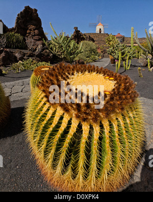 L'Espagne, Lanzarote, Guatiza, jardin de cactus, cactus, jardin, moulin, fleurs, été, Canaries, Banque D'Images