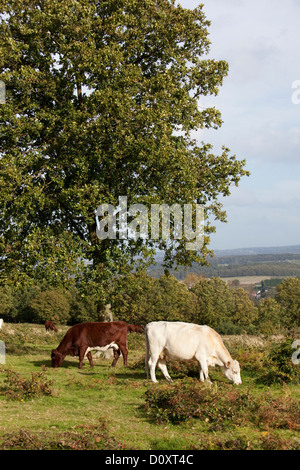 Avertissement sur les bovins du National Trust Kinver Edge, Staffordshire, England, UK Banque D'Images