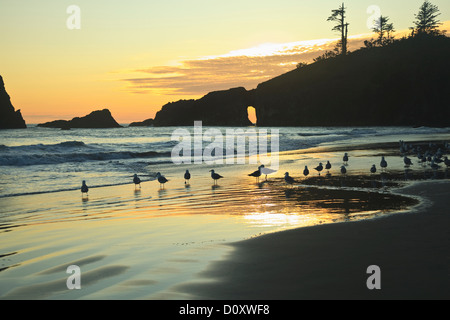 Mouettes sur deuxième plage au coucher du soleil près de la Push, Olympic National Park, Washington, USA Banque D'Images