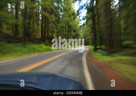 Conduire à travers forêt, Mount Rainier National Park, Washington, USA Banque D'Images