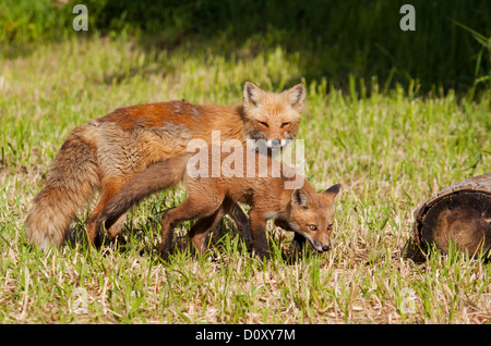 Puppy Red Fox et mère au printemps Banque D'Images