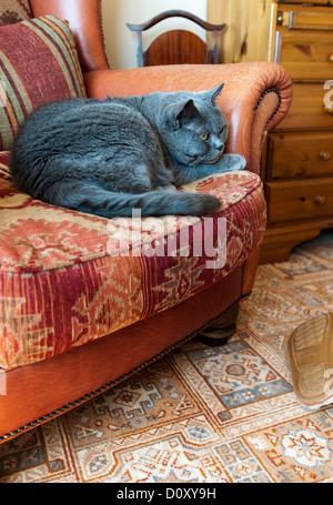 Teignmouth, Devon, Angleterre. 13 mai 2012. Un grand mâle British Blue Cat se prélasser sur un fauteuil. Banque D'Images