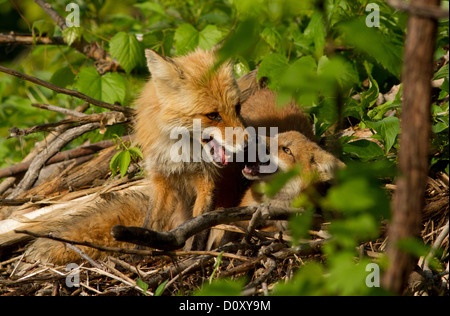 Red Fox chiot et sa mère jouant dans la forêt Banque D'Images