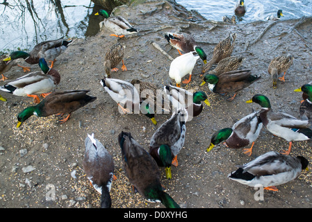 Bovey Tracey, Devon, Angleterre. Le 29 novembre 2012. L'alimentation des canards près de l'eau. Banque D'Images