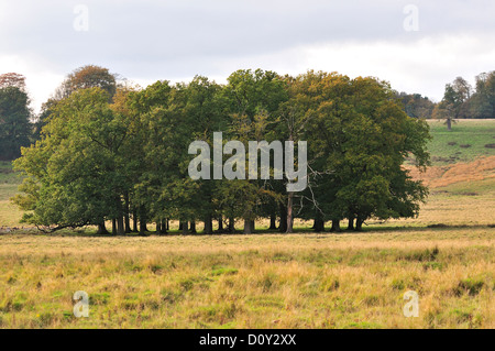 Arbre de chêne woodland copse à Petworth Park, West Sussex, UK en automne Banque D'Images