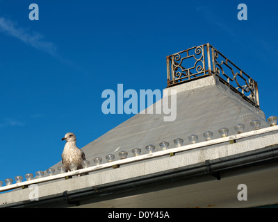 Un gros plan d'une mouette brun perché sur un des feux de toit en toit victorienne sur la jetée de Brighton Banque D'Images