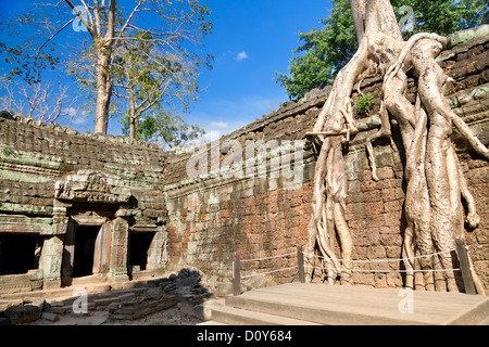 Banians sur les ruines dans Ta Prohm temple Banque D'Images