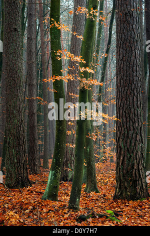 Charme des arbres dans la forêt - tombé, feuilles d'automne. Banque D'Images