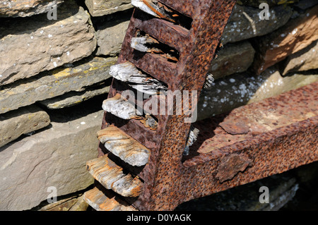 Une vieille roue fonte avec des crans ou en bois en décomposition des dents.. Mainland, Orkney, Scotland, UK. Banque D'Images