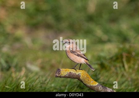 Siberian (ou asiatique) Stonechat Saxicola maurus, Shetland, Écosse Banque D'Images