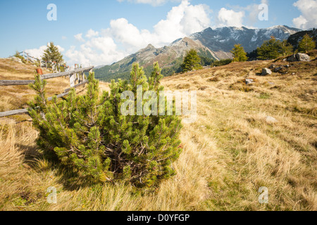 Un plateau herbeux dans les Alpes autrichiennes à Pastcherkofel en été, avec un soleil jaune blanchie l'herbe et la neige légère sur les sommets. Banque D'Images